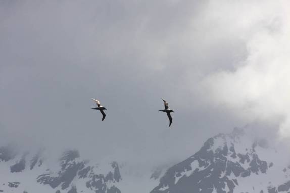 Giant petrels voam nos céus de Prion Island, na Geórgia do Sul